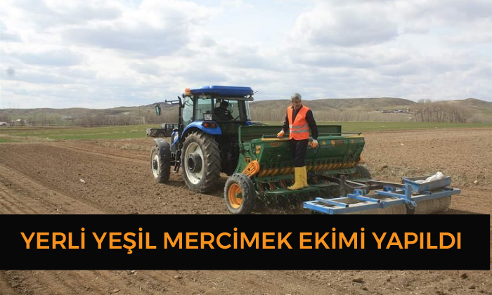 Yerli Yeşil Mercimek Ekimi Yapıldı