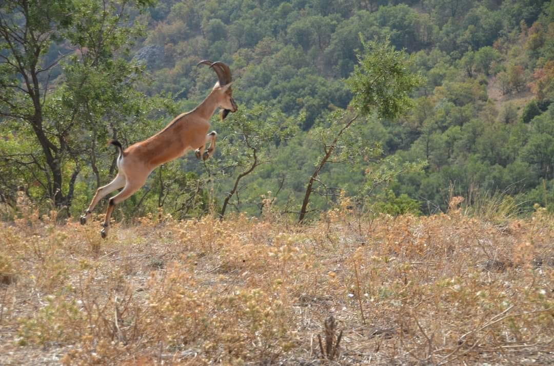 Kazankaya Kanyonu’na Bırakılan Dağ Keçileri Güvende