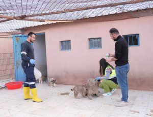 Sorgun Belediyesi Başkanı M. Erkut Ekinci, Sokak Canlarını Unutmadı