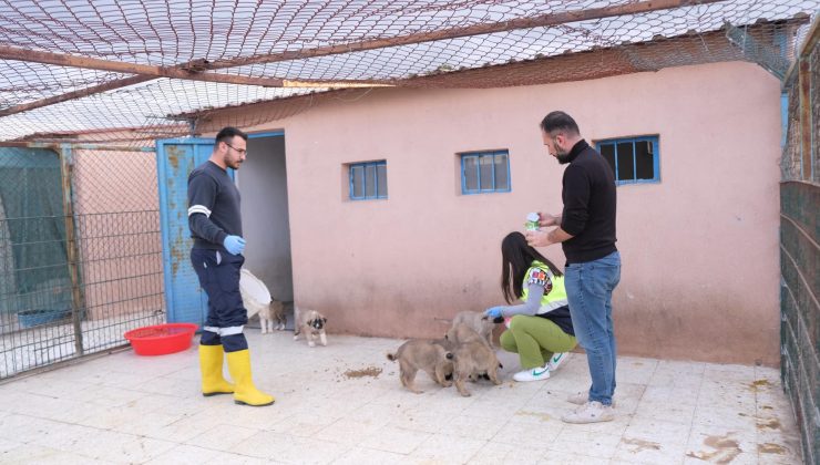 Sorgun Belediyesi Başkanı M. Erkut Ekinci, Sokak Canlarını Unutmadı