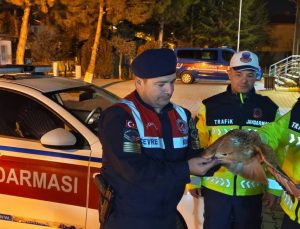 Yozgat’ta Trafik Uygulaması Sırasında Yaralı Kızıl Kuyruklu Şahin Kurtarıldı