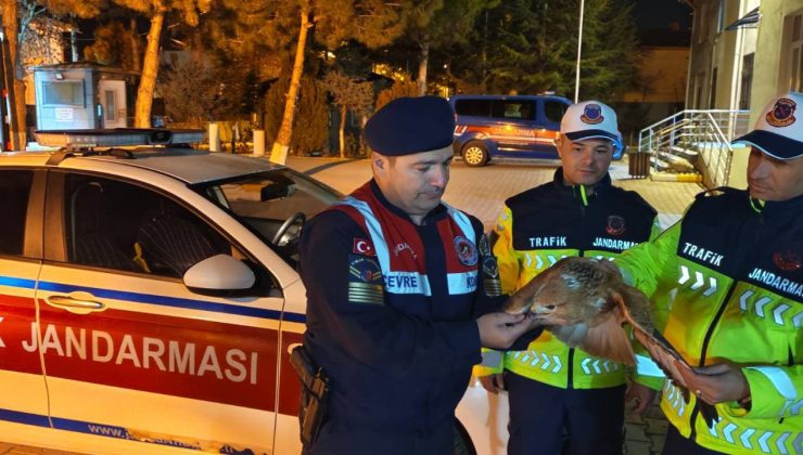 Yozgat’ta Trafik Uygulaması Sırasında Yaralı Kızıl Kuyruklu Şahin Kurtarıldı