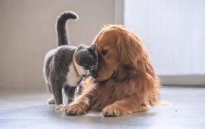 Boğazlıyan Kaymakamlığı, sahipli hayvanlarını sokağa bırakanlara karşı önemli bir uyarıda