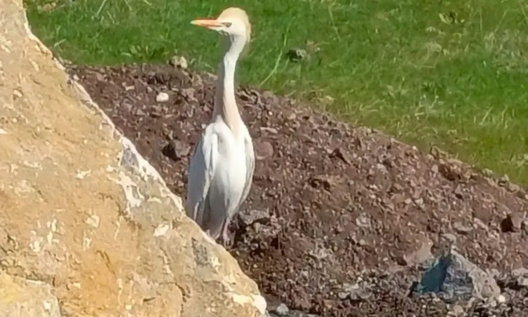 Yozgat’ın Sorgun ilçesinde nadir görülen sığır balıkçıl kuşu bir vatandaş