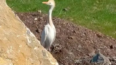 Yozgat’ın Sorgun ilçesinde nadir görülen sığır balıkçıl kuşu bir vatandaş