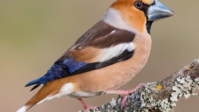 Sorgun'da jandarma ekipleri, yaralı halde bulunan nesli tükenmekte olan Kocabaş