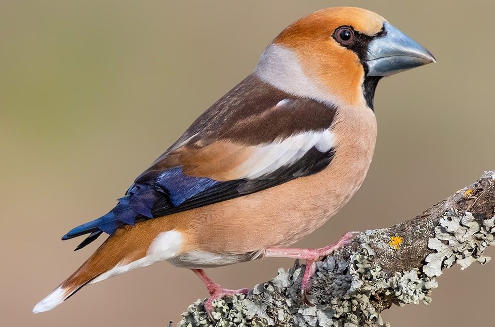 Sorgun'da jandarma ekipleri, yaralı halde bulunan nesli tükenmekte olan Kocabaş