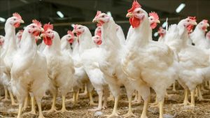 Boğazlıyan Belediyesi, Tarım ve Orman Bakanlığı Gıda ve Kontrol Genel