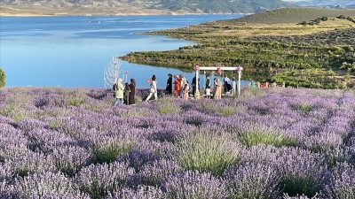 Yozgat’ın Çekerek ilçesindeki Lavanta Adası, mor lavanta tarlaları ve huzur