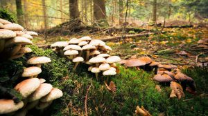 Başhekim Uz. Dr. Mustafa Kozan, doğada yetişen mantarların ciddi sağlık
