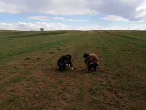 Boğazlıyan İlçe Tarım Müdürlüğü, ekin üreticilerini Zabrus zararlısı hakkında uyararak,