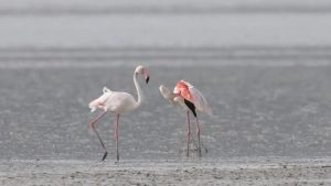 Yozgat’ın Esenli Köyü’nde yer alan Gelingüllü Barajı, doğa severlere unutulmaz