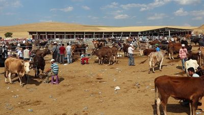 Kurban Bayramı’na sayılı günler kala Yozgat'ta kurbanlık hisse fiyatları netleşti!