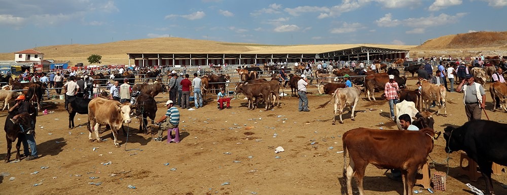 Kurban Bayramı’na sayılı günler kala Yozgat'ta kurbanlık hisse fiyatları netleşti!