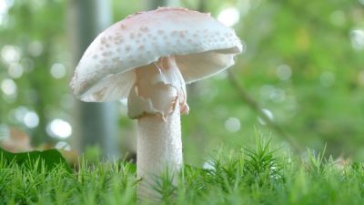 Yozgat Valiliği, doğada kendiliğinden yetişen mantarların zehirli olabileceği konusunda uyarıda