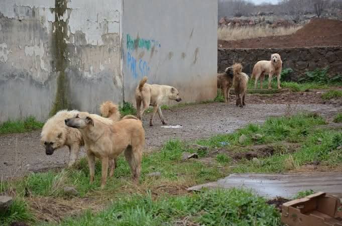 Yozgat Valiliği, köy içinde başıboş bırakılan köpekler nedeniyle vatandaşların paniğe