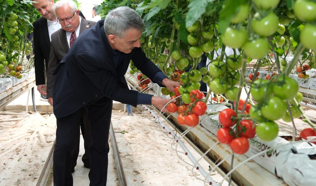 Yozgat’ın Sorgun ilçesinde jeotermal enerjiyle ısıtılan seralarda yılda 9 ay