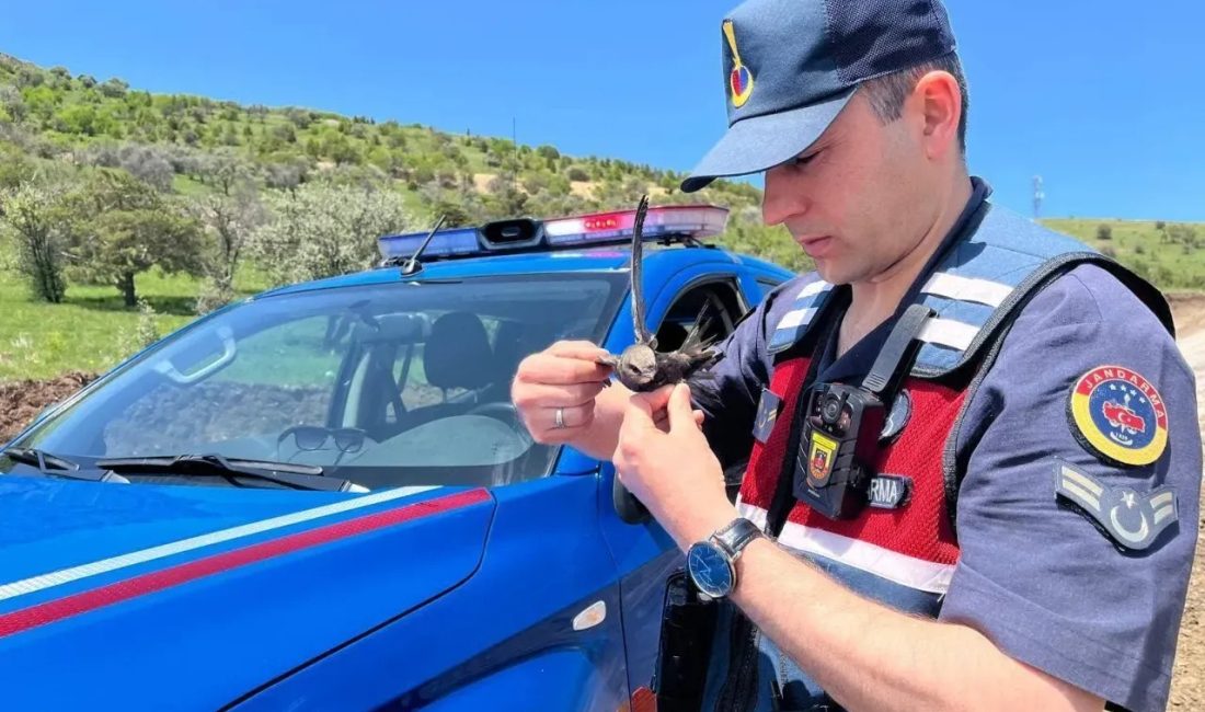 Yozgat’ta yaralı halde bulunan Ebabil kuşu, jandarma ekiplerinin duyarlılığı sayesinde