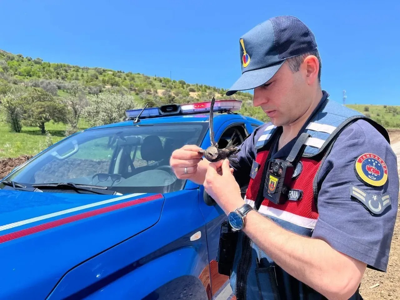 Yozgat’ta yaralı halde bulunan Ebabil kuşu, jandarma ekiplerinin duyarlılığı sayesinde