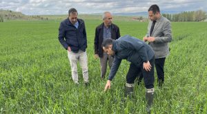 Yozgat’ta etkili olan dolu yağışı tarım arazilerine zarar verdi. Arpa