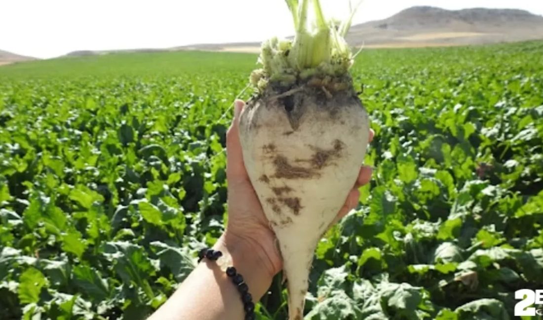 İklim değişikliği ve kuraklık Yozgat’ta şeker pancarı üreticisini zorlarken, artan