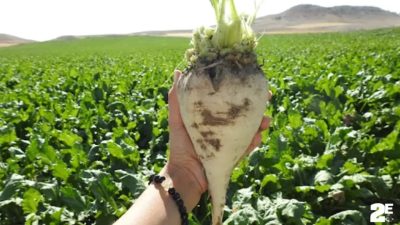 İklim değişikliği ve kuraklık Yozgat’ta şeker pancarı üreticisini zorlarken, artan