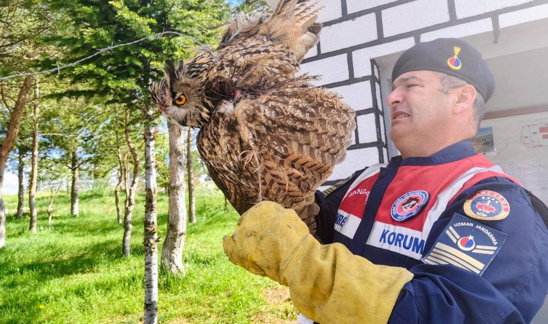 Yozgat’ın Çekerek ilçesinde dikenli tellere takılan yaralı Puhu Kuşu, jandarma
