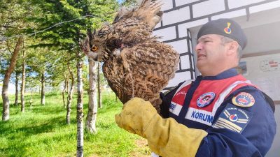 Yozgat’ın Çekerek ilçesinde dikenli tellere takılan yaralı Puhu Kuşu, jandarma
