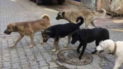 Yozgat Valiliği, sahipli hayvanların başıboş bırakılmasının yasak olduğunu duyurdu. Bu