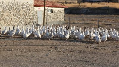 Yozgat Valisi Mehmet Ali Özkan, Yerköy'de bulunan Türkiye'nin ilk Kesimhaneli