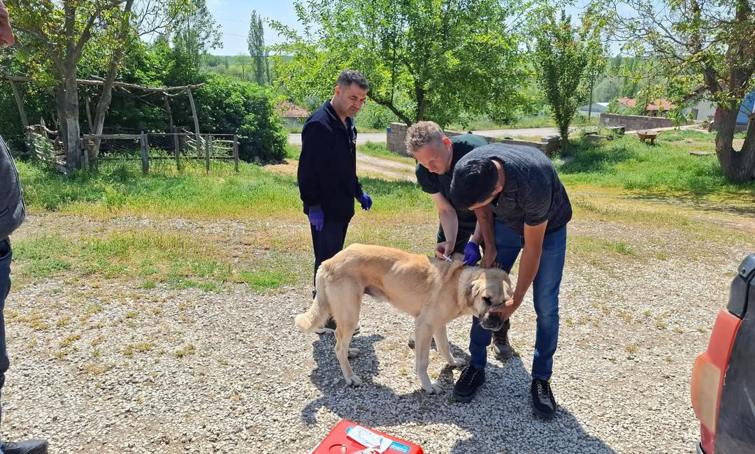 Yozgat genelinde sahipli köpeklerin kuduz aşısı ve mikroçip ile kayıt