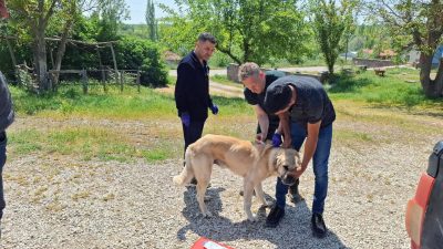 Yozgat genelinde sahipli köpeklerin kuduz aşısı ve mikroçip ile kayıt