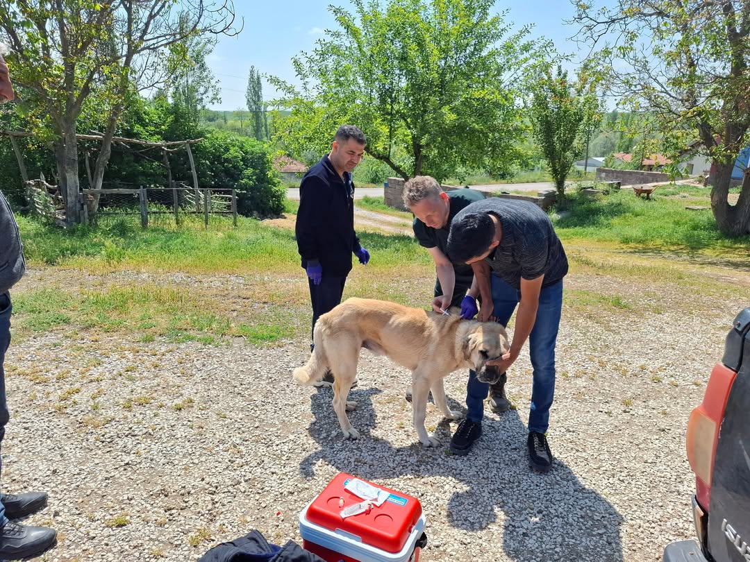 Yozgat genelinde sahipli köpeklerin kuduz aşısı ve mikroçip ile kayıt