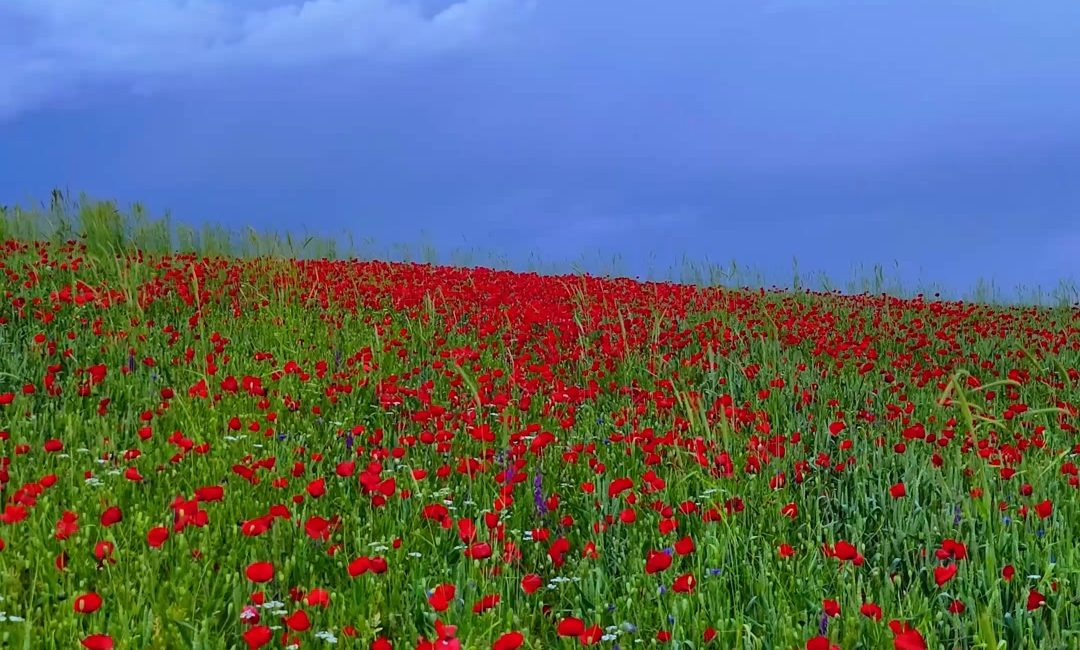 Yozgat’ta gün batımında ortaya çıkan manzara, gökyüzünü kırmızıya boyadı. Doğayla