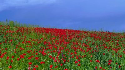 Yozgat’ta gün batımında ortaya çıkan manzara, gökyüzünü kırmızıya boyadı. Doğayla