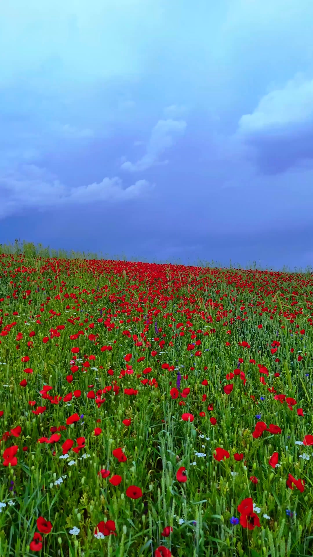 Yozgat’ta gün batımında ortaya çıkan manzara, gökyüzünü kırmızıya boyadı. Doğayla