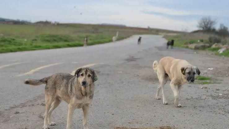 Yozgat Valiliği, sahipli hayvanlarını başıboş şekilde sokağa bırakan vatandaşlara ağır