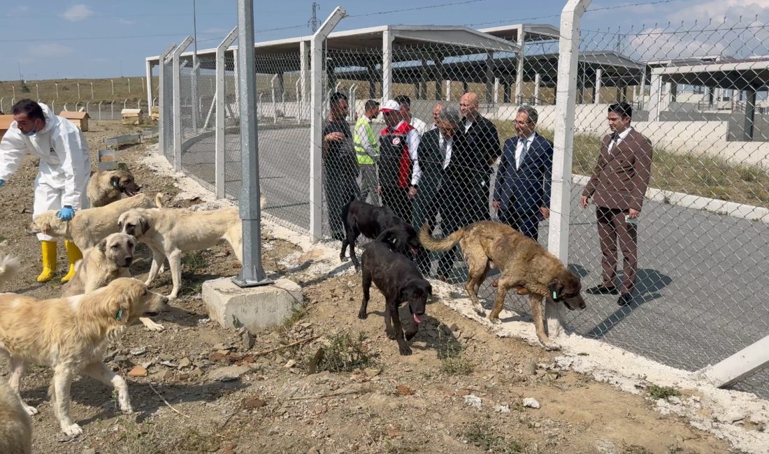 Yozgat Valisi Mehmet Ali Özkan, 1000 hayvan kapasiteli Hayvan Bakım