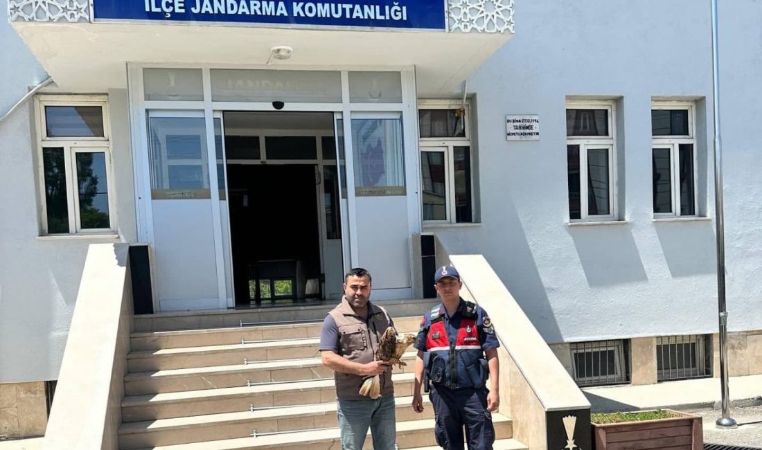 Yozgat'ın Yerköy ilçesinde jandarma ekipleri tarafından bulunan yaralı Kızıl Kuyruklu