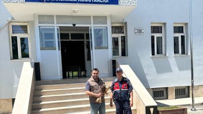 Yozgat'ın Yerköy ilçesinde jandarma ekipleri tarafından bulunan yaralı Kızıl Kuyruklu