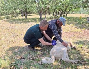 Yozgat merkez, ilçe ve köylerinde sahipli hayvanların kuduz aşısı ve