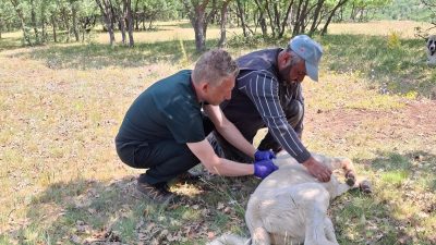 Yozgat merkez, ilçe ve köylerinde sahipli hayvanların kuduz aşısı ve