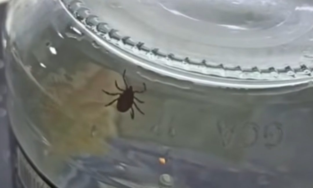 Sorgun’un Agahefendi Mahallesi’nde bir apartman dairesine giren kene, vatandaşlarda korkuya