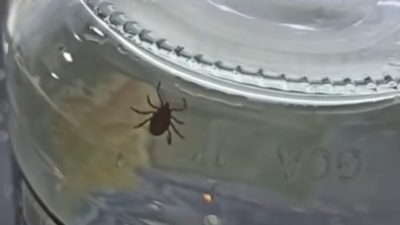 Sorgun’un Agahefendi Mahallesi’nde bir apartman dairesine giren kene, vatandaşlarda korkuya