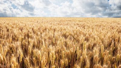 Tarım ve Orman Bakanlığı, TMO tarafından buğday ve arpa alım