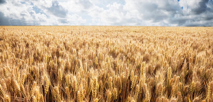 Tarım ve Orman Bakanlığı, TMO tarafından buğday ve arpa alım