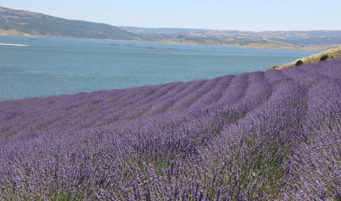 Yozgat’ın Çekerek ilçesinde yer alan Lavanta Adası, bayram tatilinde doğayla