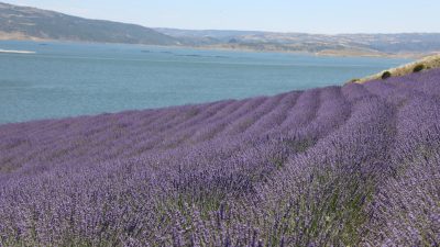 Yozgat’ın Çekerek ilçesinde yer alan Lavanta Adası, bayram tatilinde doğayla