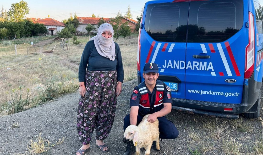 Yozgat İl Jandarma Komutanlığı ekipleri, Sorgun’da başıboş dolaşan küçükbaş hayvanı