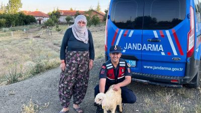 Yozgat İl Jandarma Komutanlığı ekipleri, Sorgun’da başıboş dolaşan küçükbaş hayvanı